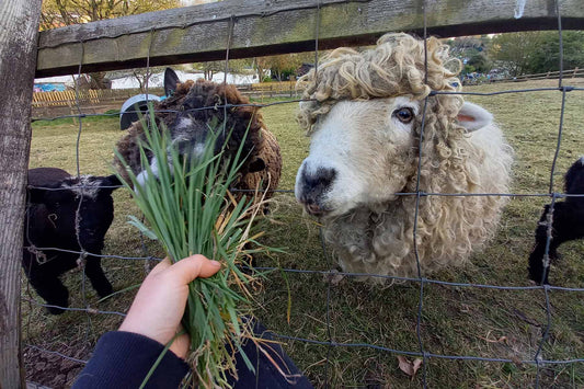 St Werburghs City Farm