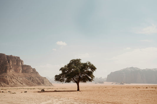 Tree in the desert - Earth Day 2025: Psylo's Sustainability Goals & Achievements
