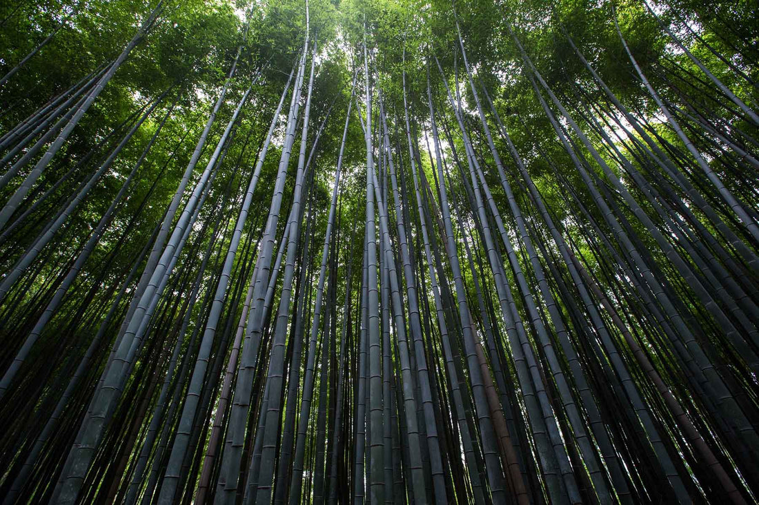 bamboo forest