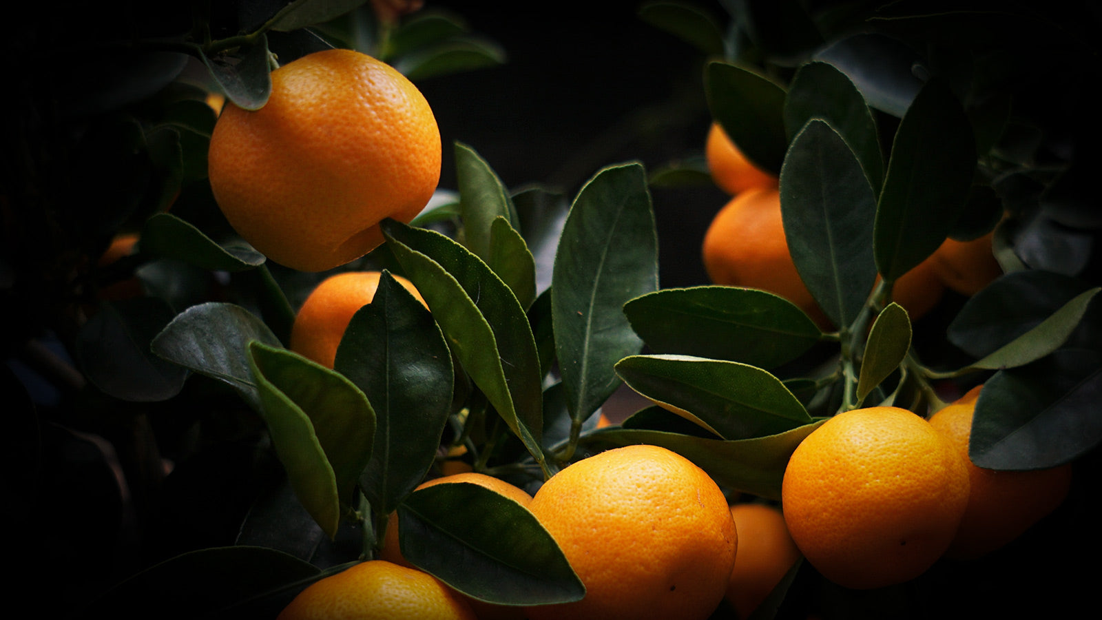 Orange Grove: A Psylo Local Social Project